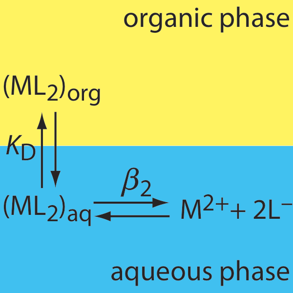 (ML2) comienza en la fase orgánica y puede convertirse libremente a (ML2) en la fase acuosa. Allí, puede disociarse a M (2+) y 2L-.