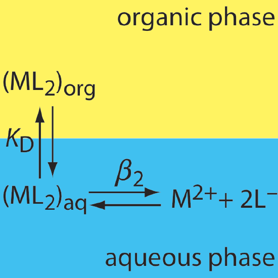 (ML2) begins in the organic phase and can convert freely to (ML2) in the aqueous phase. There, it can dissociate to M(2+) and 2L-.