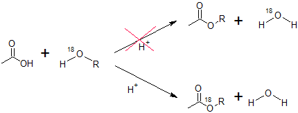 ch 21 sect 6 example isotope labeled Fischer.png