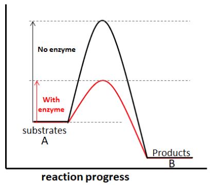 5: Michaelis-Menten Enzyme Kinetics, Inhibitors, pH optima; Bi-Substrate Reactions
