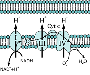 11: Electron Transport Chain and Oxidative Phosphorylation