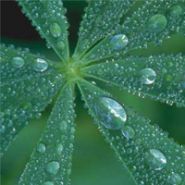 mindtouch.page#thumbnail