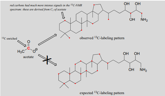 Molécula de acetato y su patrón esperado de marcaje 13C versus el patrón observado de marcaje 13C.