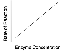 enzyme concentration.png