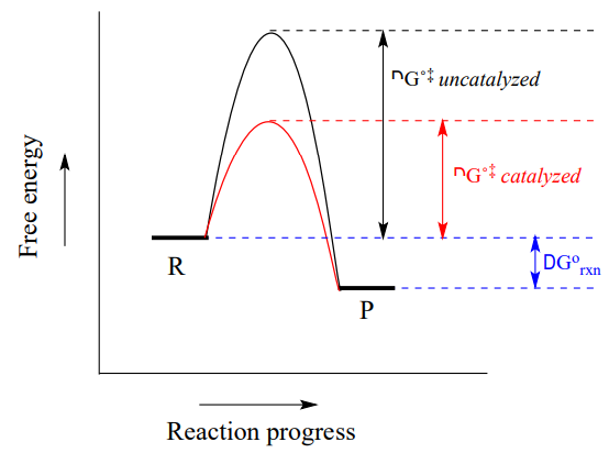 By adding a catalyst, the transition state is lowered meaning the reaction will speed up. The start and end points of the reaction stay the same even with the catalyst. 