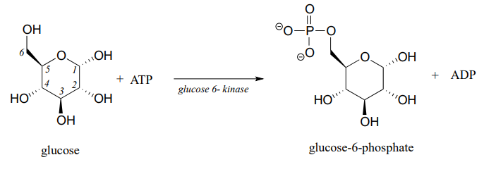 Glucose and ATP react with glucose 6-kinase to produce glucose-6-phosphate and ADP. 