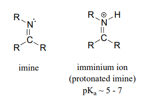 Imine and iminium ion, a protonated imine). Iminium ion has a pKa between 5 and 7. 
