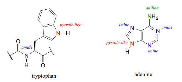 Tryptophan contains an amide and a pyrrole like nitrogen. Adenine contains an aniline, three imines, and a pyrrole like nitrogen. 