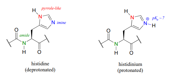 Histidine contains, and amide, imine, and a pyrrole like nitrogen. Histidinium is a protonated histidine and the imine now has a hydrogen and pKa of 7. The two other nitrogens remain the same.