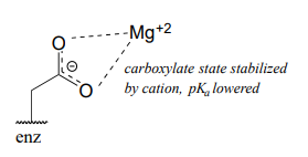 Carboxylate state stabilized by cation, pKa is lowered. 