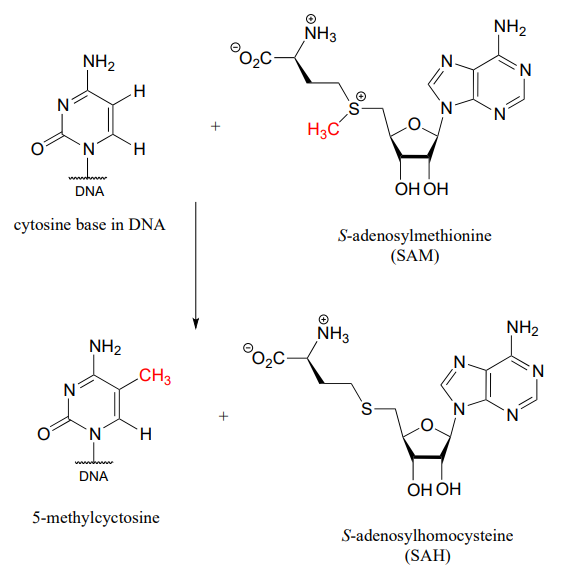 La base citosina en el ADN reacciona con S-adenosilmetionina para producir 5-metilcicltosina y S-adenosilhomocisteína.