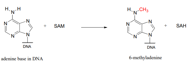 La base de adenina en BNA reacciona con S-adenosilmetionina para producir 6-metiladenina y S-adenosilhomocisteína.