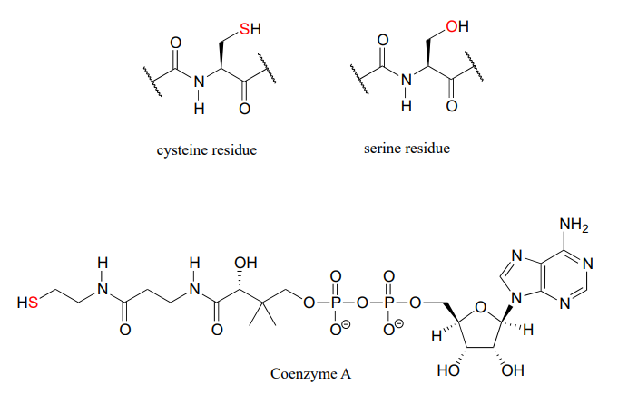 Dibujo de líneas de enlace del residuo de cisteína, residuo de serina y coenzima A con los nucleófilos resaltados en rojo.