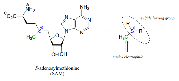 Dibujo lineal de unión de SAM como electrófilo de metilo con un grupo saliente de sulfuro.