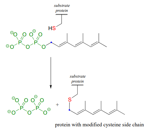 Dibujo de línea de enlace de una proteína con una cadena lateral de cisteína modificada.