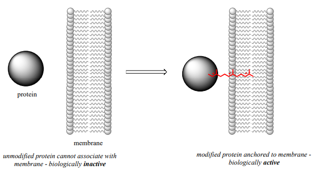 Las proteínas no modificadas no pueden asociarse con las membranas ya que son biológicamente inactivas. Las proteínas modificadas pueden anclarse a la membrana ya que ahora son biológicamente activas.