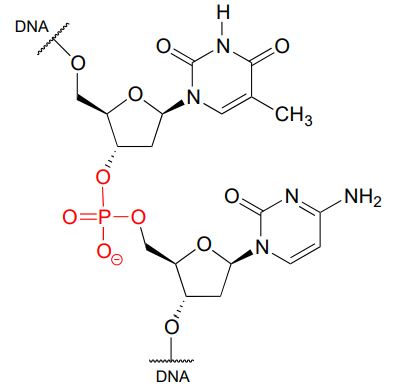 Brazo fosfato en cadena de ADN resaltado en rojo.