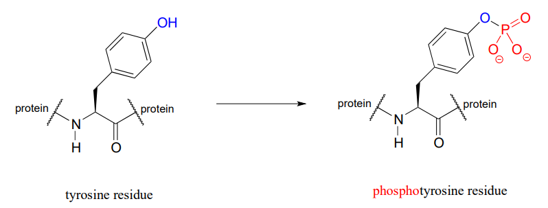 Residuo de tirosina convirtiéndose en residuo de fosfotirosina.