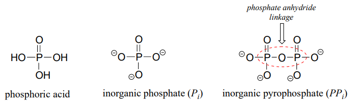 Dibujos de líneas de unión de ácido fosfórico, fosfato inorgánico (Pi) y pirofosfato inorgánico (PPi) con un enlace anhídrido de fosfato.