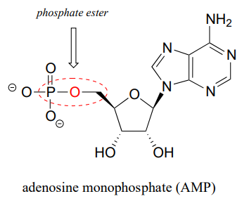 Dibujo de líneas de enlace de monofosfato de adenosina (AMP) con un enlace éster fosfato circular en rojo.