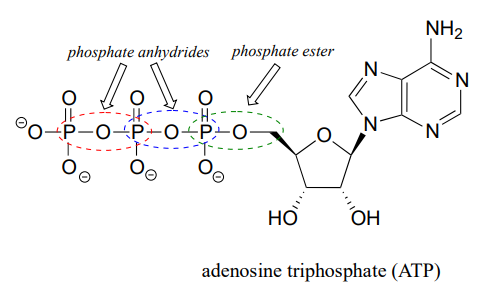Bond line drawing of adenosine triphosphate (ATP) with the two phosphate anhydrides circled in blue and red and the phosphate ester circles in green. 