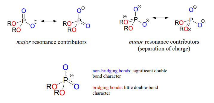 The major resonance contributors are on the left while the minor resonance contributors on are the right. The non-bridging bonds are in blue and highlight significant double bond character. There are the oxygens on the outside. The bridging bonds are in red and have little double bond character. these are the oxygens found on the inside. 
