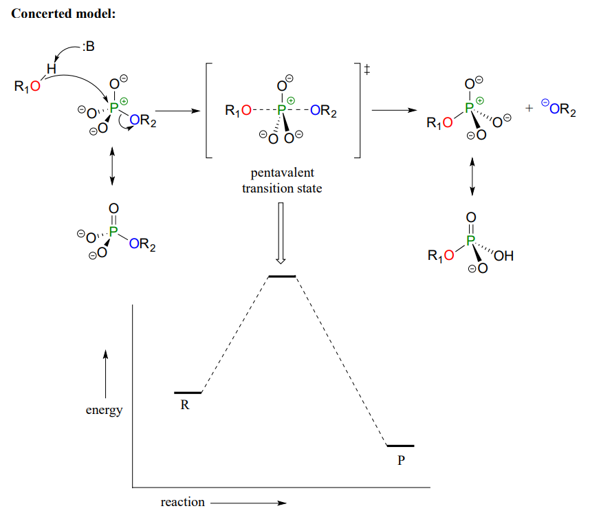 Diagrama de energía potencial de una reacción de transferencia de fosfato.
