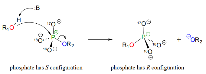 On the left is phosphate in S configuration. On the right is phsophate in R configuration. 