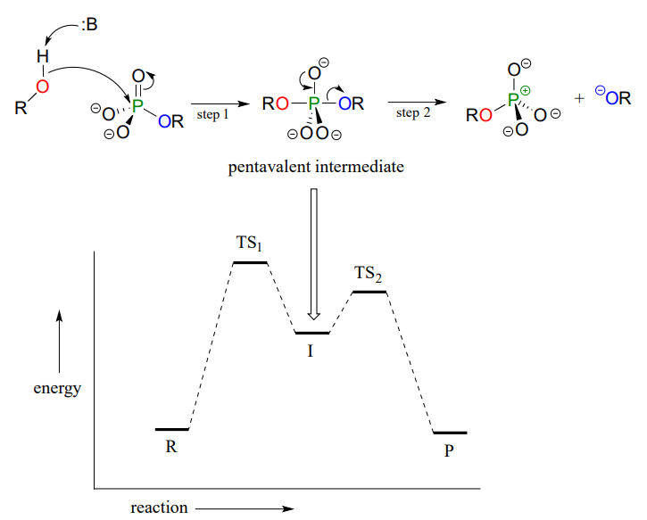 Potential energy diagram showing the pentavalent intermediate. 