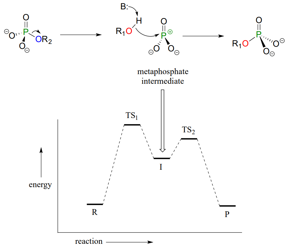 Diagrama de energía potencial que muestra el metafosfato intermedio.