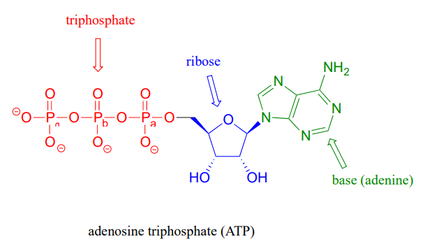 Drawoing de adenosina trifosfato (ATP) con trifosfato coloreado en rojo, ribosa es coloreada en azul y la base adenina es verde.