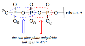 Los dos enlaces de anhídrido fosfato en ATP están rodeados en azul y rojo.