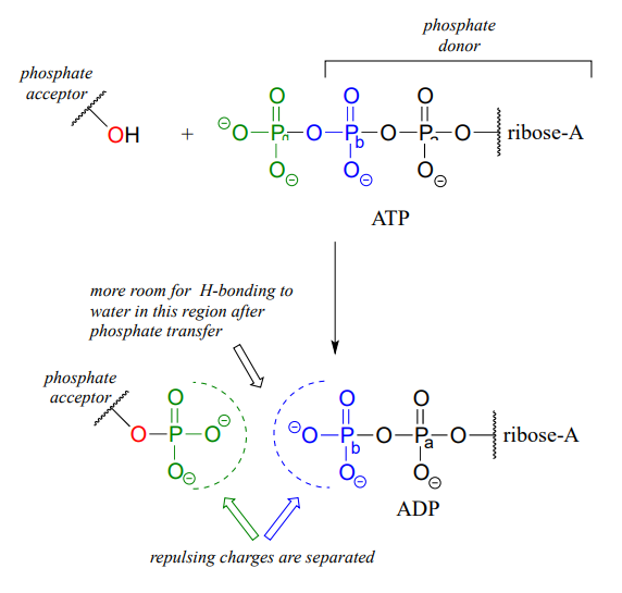 When a phosphate anhydride link is broken, there is more room for hydrogen bonding to water after phosphate transfer. 