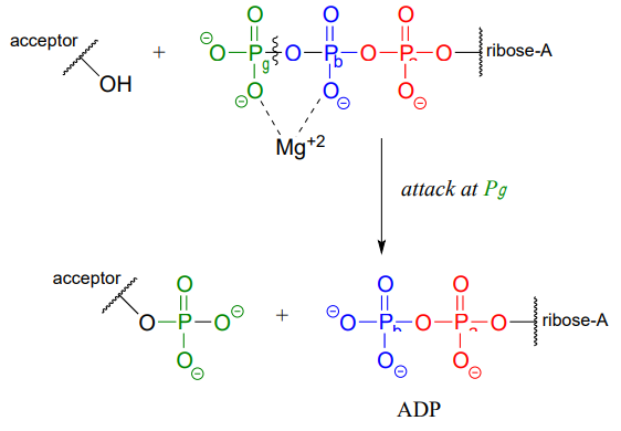 El enlace de anhídrido fosfato más izquierdo se rompe para producir ADP.