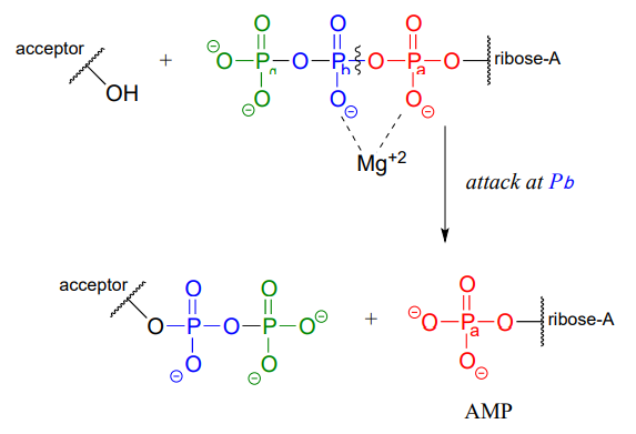 The second phosphate anhydride link is broken to produce AMP.