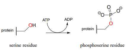 Residuo de serina que reacciona con ATP para producir ADP y residuo de fosfoserina.