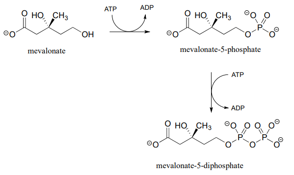 Mevalonate reacts with ATP to produce ADP and mevalonate-5-phosphate which reacts with ATP to produce ADP and mevalonate-5-diphosphate. 