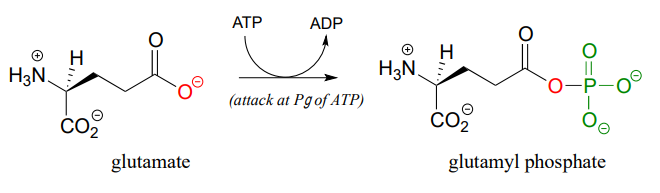 Glutamate reacts with ATP to produce ADP and glutamyl phosphate. 