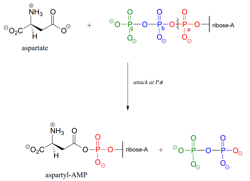 Aspartate reacts with ATP to produce aspartyl-AMP and inorganic pyrophosphate. 