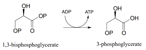 El 1,3-bisfosfosglicerato reacciona con ADP para producir ATP y 3-fosfoglicerato.
