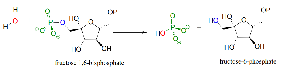 Water reacts with fructose 1,6-bisphosphate to produce fructose -6-phosphate and phosphatase. 