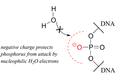 The negative charge protects phosphorus from attack by nucleophilic water electrons. 