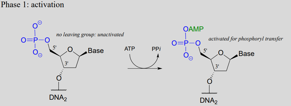 DNA reacts with ATP to produce PPi and to become activated for phosphoryl transfer