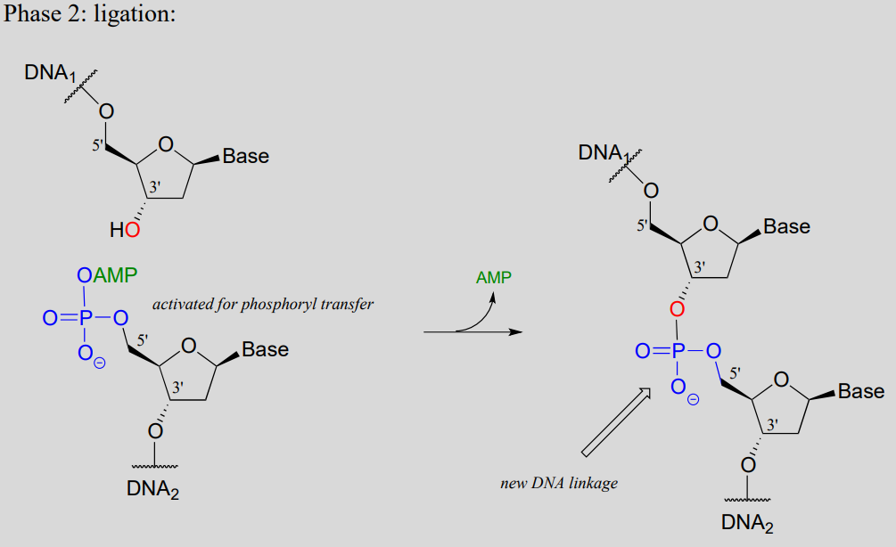 A new DNA linkage is formed and AMP is produced. 