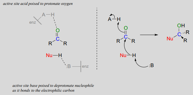 Sitio acitivo en el ácido preparado para protonar el oxígeno. Sitio ácido en base preparado para desprotonar el nucleófilo ya que se une al carbono electrófilo.