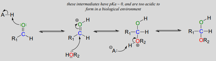 The intermediates for an acid-catalyzed hemiacetal formation have pKa of zero so they are too acidic to form in a biological environment. 