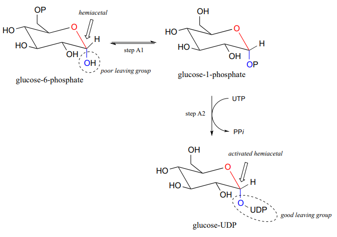 Глюкозо-6-фосфат стає глюкозо-1-фосфатом після фази активації. Глюкозо-1-фосфат реагує з UTP з отриманням PPI і глюкозо-UDP.