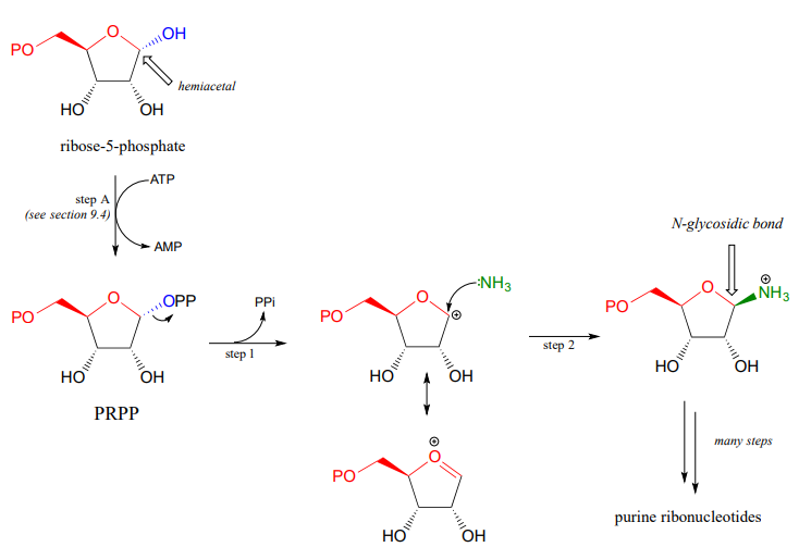 Ribosa-5-fosfato reacciona con ATP para producir AMP y PRPP. El PRPP pierde PPi y es atacado por NH3 para obtener ribonucleótidos de purina.