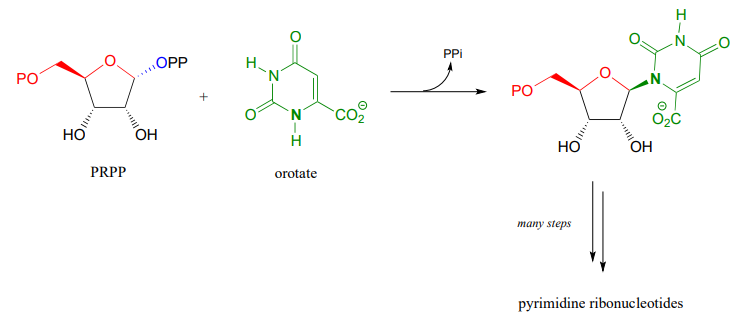 PRPP reacciona con orotato para producir PPI y ribonucleótidos de pirimidina.
