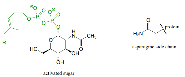 Bond line drawings of an activated sugar and an asparagine side chain. 